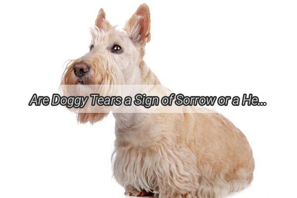 Are Doggy Tears a Sign of Sorrow or a Health Worry Unveiling the Truth Behind Your Pups Watery Eyes